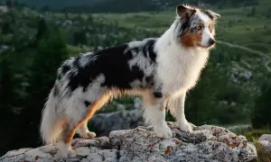 Ein wunderschöner mini aussiedor steht auf Felsen in den Bergen. Sein Fell ist schwarz-weiß gefleckt mit braunen Akzenten.