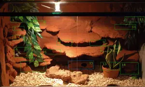 Jak zrobić terrarium dla gekona lamparciego, aby uniknąć błędów i zapewnić zdrowie