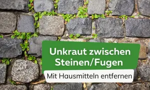 Unkraut in Pflasterfugen stört? Hier sind die besten hausmittel gegen unkraut in fugen, um Ihre Wege wieder sauber zu bekommen.