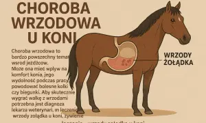 Ilustracja przedstawia konia z widocznym przekrojem żołądka, gdzie zaznaczone są wrzody. Choroba wrzodowa u koni może powodować dyskomfort i problemy zdrowotne.