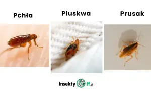 Trzy owady: pchła na skórze, pluskwa na białej tkaninie i prusak.