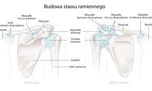 Widok z przodu i z tyłu stawu ramiennego. Obojczyk łączy łopatkę z mostkiem, tworząc staw.