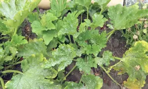 Zucchini-Pflanze mit mehltaubefallenen Blättern. Weiße Flecken bedecken die grünen Blätter, ein Zeichen für den **Mehltau an Zucchini**.