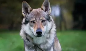Un perro lobo checoslovaco, con su mirada penetrante, posa en un entorno hogareño, rodeado de naturaleza.