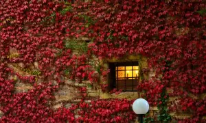 Foliage autunnale rosso vivo avvolge un muro di pietra con una finestra illuminata, evocando l'atmosfera delle Marche.