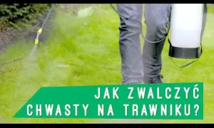 Płożące chwasty na trawniku: jak zwalczyć i zapobiec nawrotom?