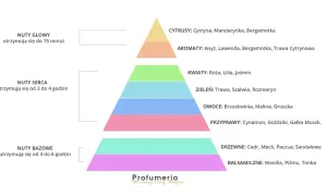 Piramide zapachowa perfum: nuty głowy (cytrusy, aromaty), nuty serca (kwiaty, zieleń, owoce, przyprawy) i nuty bazowe (drzewne, balsamiczne).