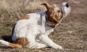Ein Hund mit braun-weißer Fellzeichnung kratzt sich am Ohr. Möglicherweise ist das Kratzen psychisch bedingt, da er so intensiv juckt.