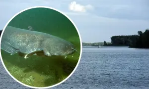 Wielki sum pływa w zielonych wodach jezior kujawsko pomorskich. W tle spokojna tafla wody i las.