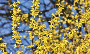 Żółte kwiaty forsycji na tle błękitnego nieba. Kiedy sadzić forsycję? Najlepiej wiosną lub jesienią.
