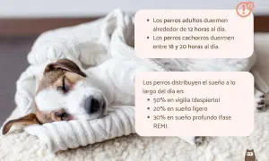 Un cachorro de 2 meses duerme entre 18 y 20 horas al día, como este adorable perrito envuelto en una manta.