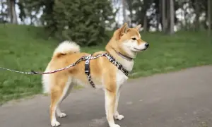 Uroczy shiba inu w szelkach i na smyczy spaceruje po parku.