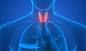 Anatomia krtani i tchawicy. Czerwony obszar może symbolizować zapalenie tchawicy.