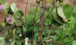 Verwelkte Blätter und braune Flecken an einer Clematis deuten auf clematis krankheiten bilder hin. Die Pflanze ist an einem Gitter befestigt.
