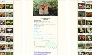 Najlepsze aplikacje do rozpoznawania grzybów – co to za grzyb aplikacja?