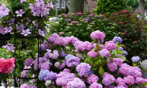 Ein Blütenmeer aus rosa und blauen Hortensien, dazu zarte lila Clematis. Was passt zu Hortensien? Diese Kombination ist perfekt!