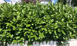 Dichte, grüne Hecke aus Kirschlorbeer-Pflanzen, die sich gut zum Pflanzen einer Sichtschutzhecke eignet.