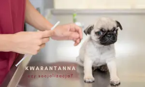 Mały mopsik na stole weterynaryjnym, obok ręce przygotowujące zastrzyk. Czy to kwarantanna szczeniaka, czy czas na socjalizację?