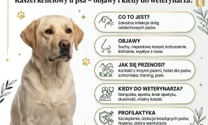 Labrador z objawami psiego kataru, informacja o kaszlu kenelowym, jego objawach i profilaktyce.