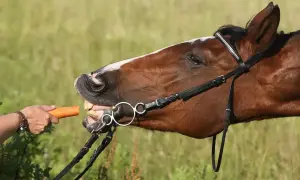 Koń z wielką chęcią chrupie marchewkę. To pokazuje, co jedzą konie, gdy dostają smakołyk.