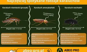 Trzy rodzaje karaluchów: prusak, amerykański i wschodni, z opisami i wymiarami.