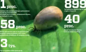 Kleszczowe zapalenie mózgu (KZM) to poważna choroba. 58% osób po drugiej fazie KZM ma powikłania. 40% kleszczy przenosi boreliozę.