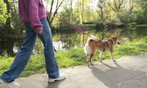 Spacer z psem nad jeziorem. Uczymy psa spokojnego mijania innych psów, budując jego pewność siebie.