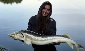 Uśmiechnięta wędkarz trzyma ogromnego jesiotra, który połknął zanętę na jesiotra.