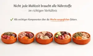 Fünf orange Schalen mit verschiedenen Zutaten für das Barfen von Welpen, darunter Fleisch, Innereien und Gemüse.