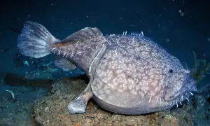 Dziwny, cętkowany stwór morski z białymi kolcami. Czy ryby są zmiennocieplne? To pytanie nurtuje naukowców od lat, a ten głębinowy mieszkaniec oceanu może być kluczem do odpowiedzi.