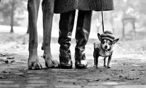 Un cane piccolo con cappello e maglione, accanto alle gambe di una persona e a un cane grande. Un classico scatto di elliott erwitt dogs.