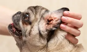 Close-up of a pug's ear, showing redness and debris, prompting the question: why does my dog keep getting ear infections?