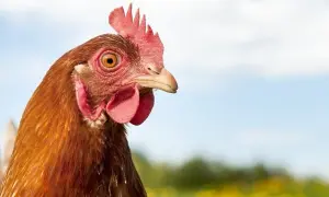 Co chce Ci przekazać kura w Twoich snach? Oto znaczenie sennika