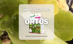 Zwalcz przędziorki na roślinach z pomocą ORTUS. Opakowanie środka ochrony roślin na tle liści.
