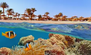 Podwodny świat z błazenkami i koralowcami w Makadi Bay, nad nim piaszczysta plaża z palmami i parasolami.