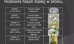 Hodowla fasoli w słoiku: Kompletny poradnik krok po kroku