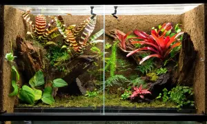 Jak zrobić terrarium dla ślimaka - Proste błędy, których unikniesz