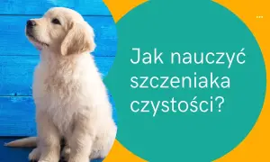 Jak nauczyć szczeniaka czystości - skuteczne metody i porady