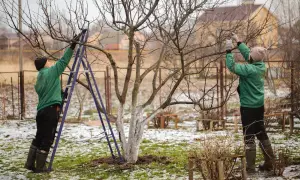 Dwie osoby przycinają stare czereśnie. To idealny czas, by zadbać o drzewa przed wiosną.