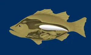 Schnittansicht eines Fisches, die seine inneren Organe und die weiße schwimmblase zeigt, die ihm hilft, im Wasser zu schweben.