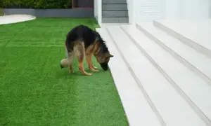 Pastor alemán olfateando césped artificial. Si tu perro hace pipí, así es como limpiar césped artificial de pipí de perro.