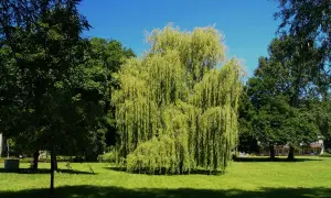 Un sauce llorón, un árbol de hoja perenne, ofrece sombra en un día soleado. Otros árboles de sombra rodean el césped verde.