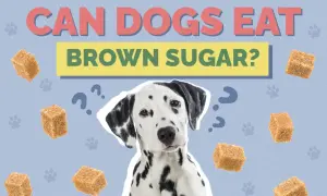 A Dalmatian dog looks confused surrounded by brown sugar cubes and question marks, asking "Can dogs have brown sugar?