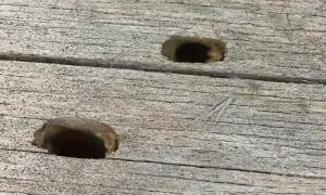 Två hål i en träyta, kanske efter husbock.