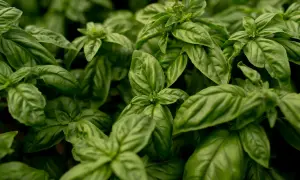 Gęste, zielone liście bazylii w doniczce, gotowe do dodania aromatu do potraw.