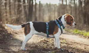 Beagle w kolorowych szelkach dla beagla na leśnej ścieżce.