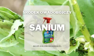 Zielone mszyce na liściach. Obok butelka środka owadobójczego Sanium, który pomoże w walce ze szkodnikami.