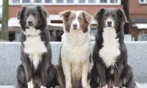 Drei Hunde mit unterschiedlichen australian shepherd farben sitzen nebeneinander. Links ein grauer, in der Mitte ein braun-weißer und rechts ein schwarz-weißer.