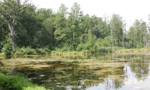 Spokojne stawy w Leśnicy, otoczone bujną zielenią drzew i odbijające się w wodzie, tworzą malowniczy krajobraz.