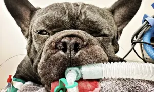 Französische Bulldogge mit Beatmungsschlauch, die gerade inhalieren muss.